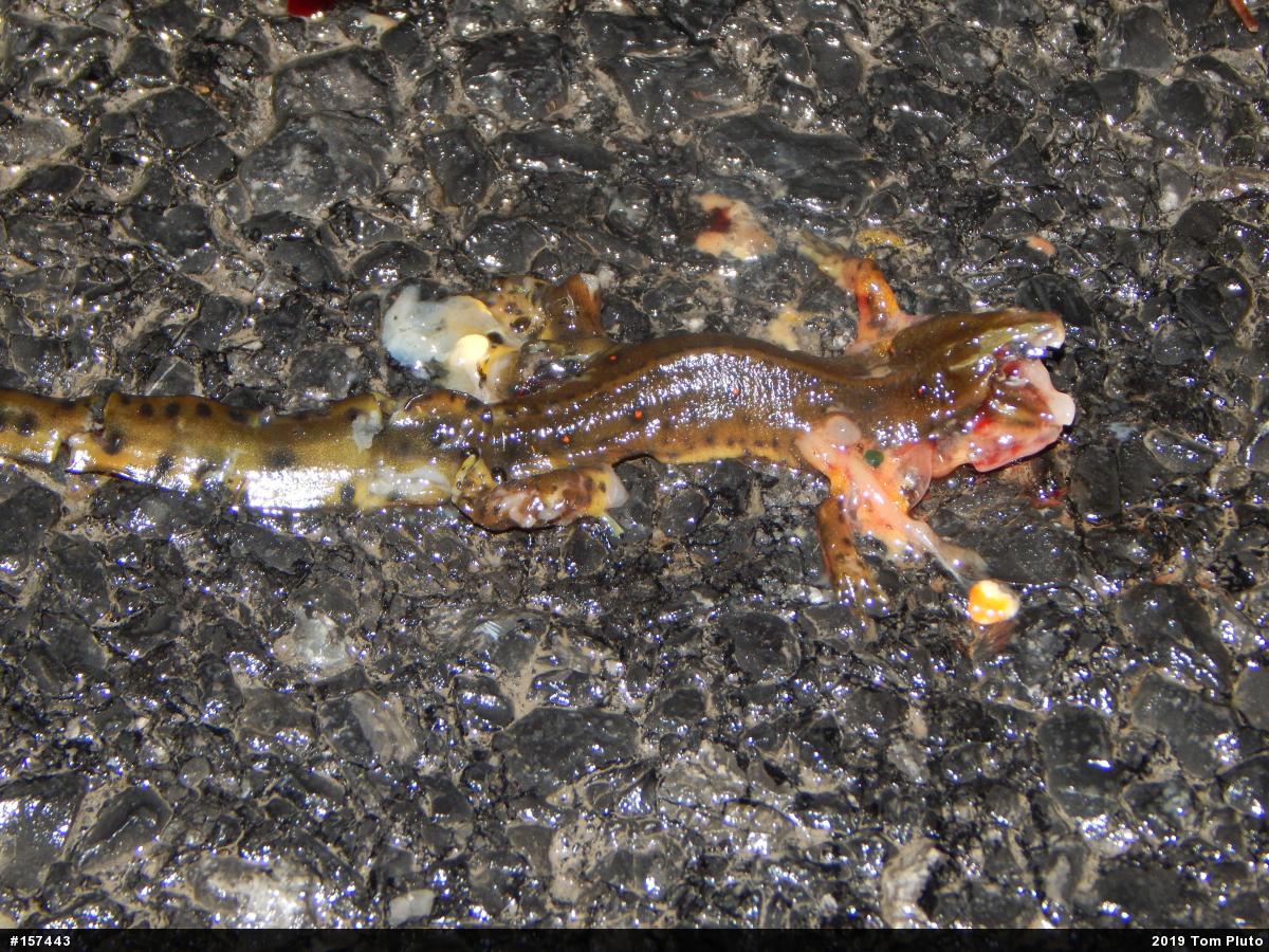Red-spotted Newt