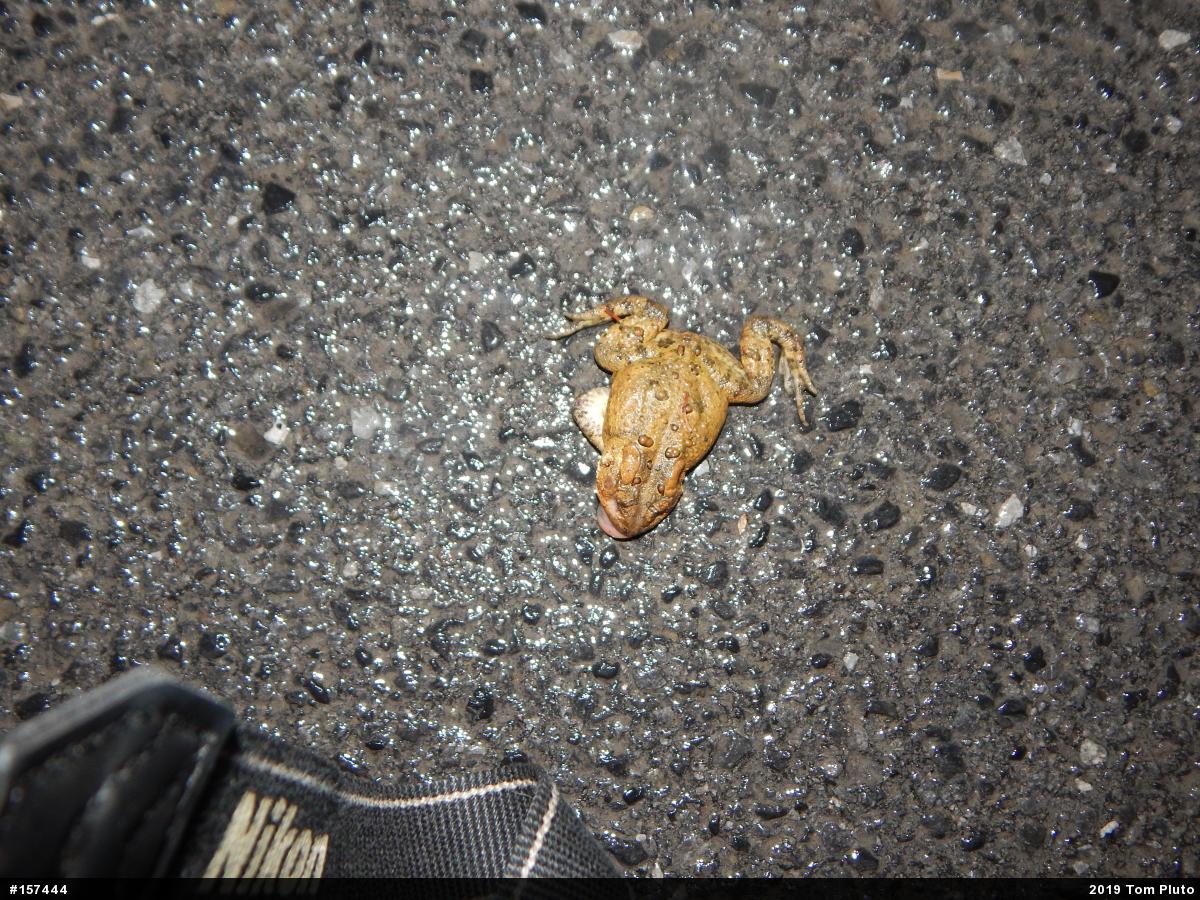 Eastern American Toad