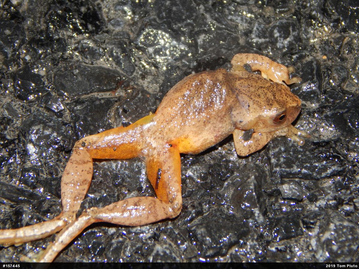 Spring Peeper