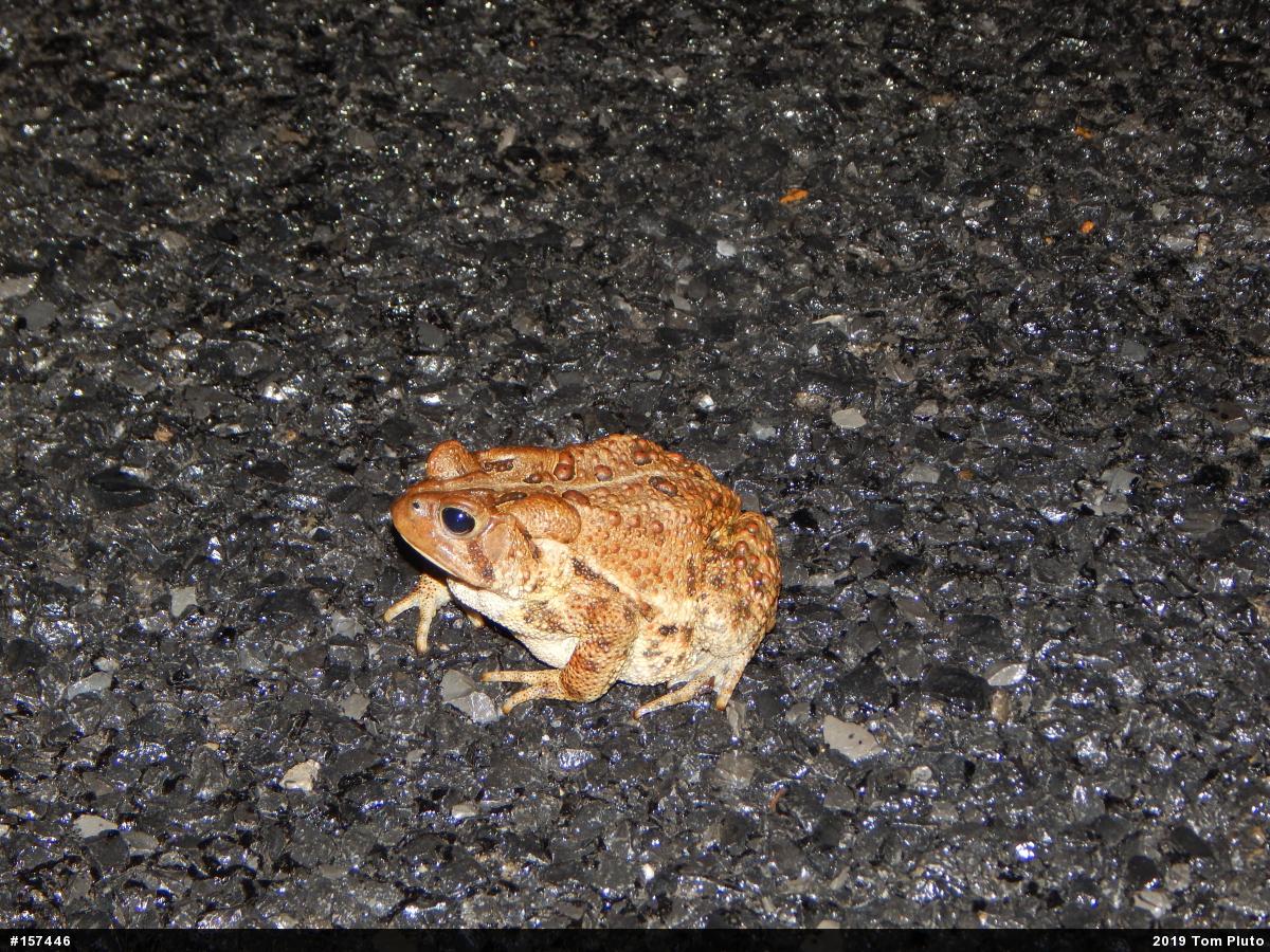 Eastern American Toad