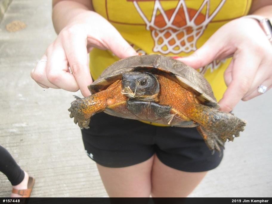 Wood Turtle