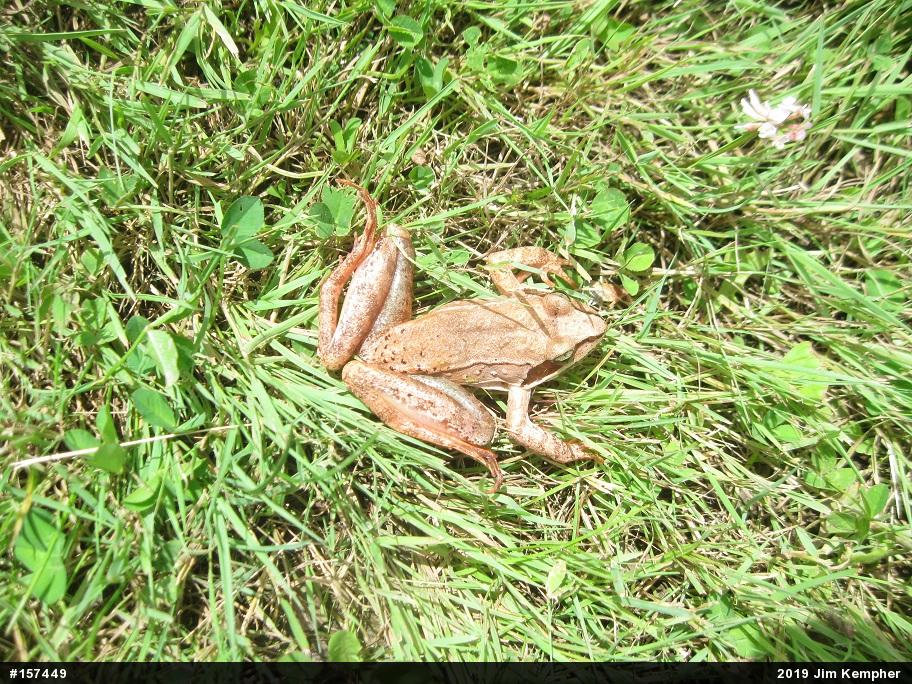 Wood Frog