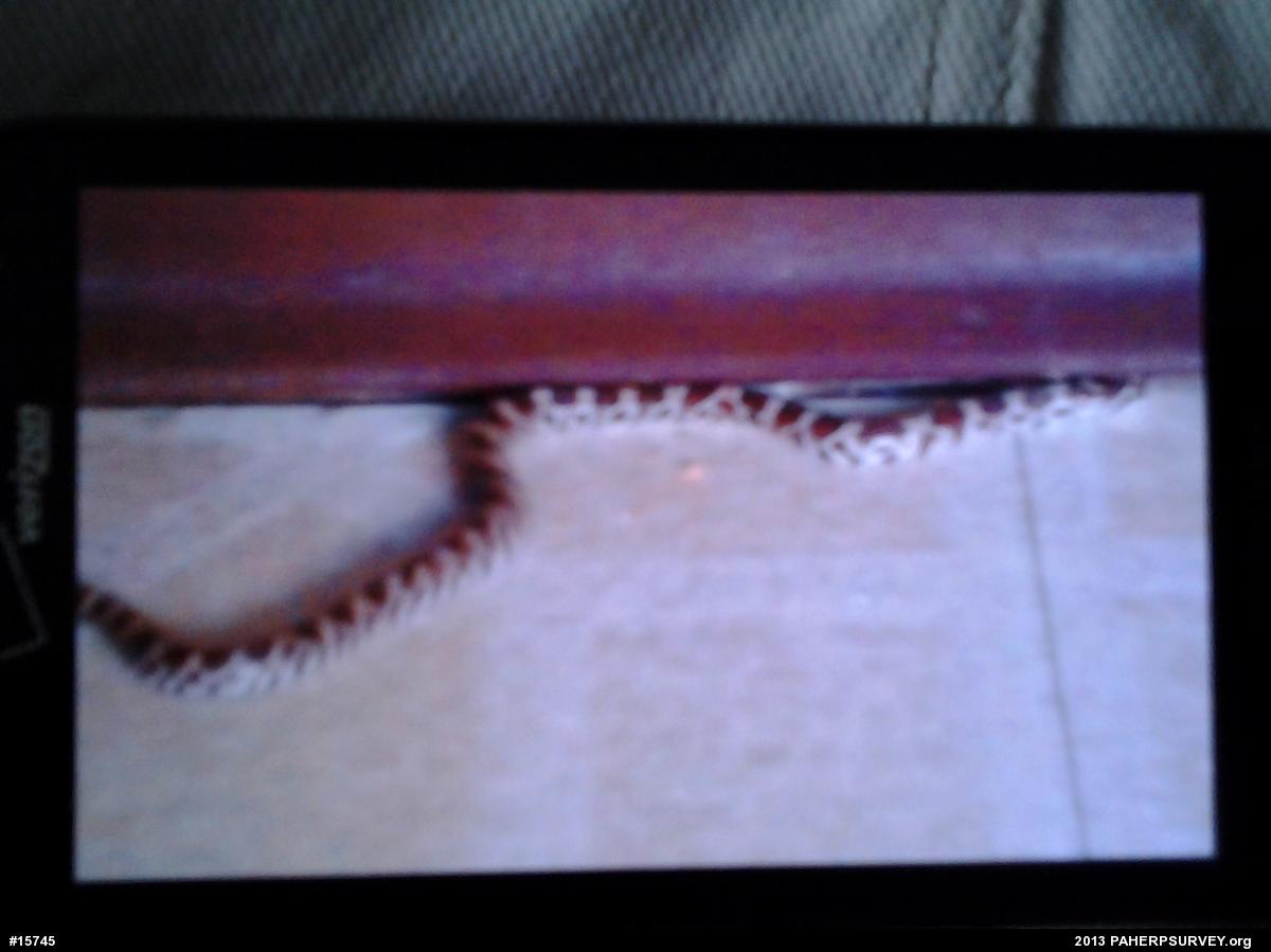 Eastern Milksnake