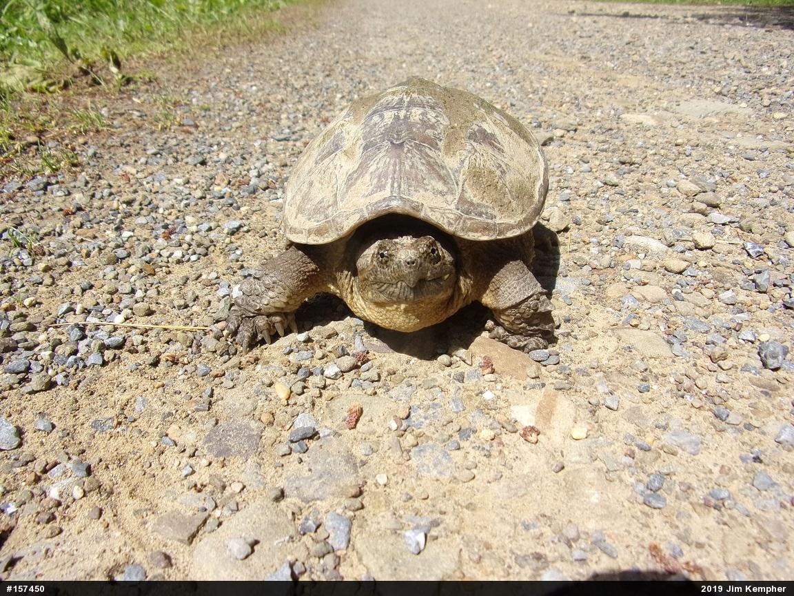 Snapping Turtle