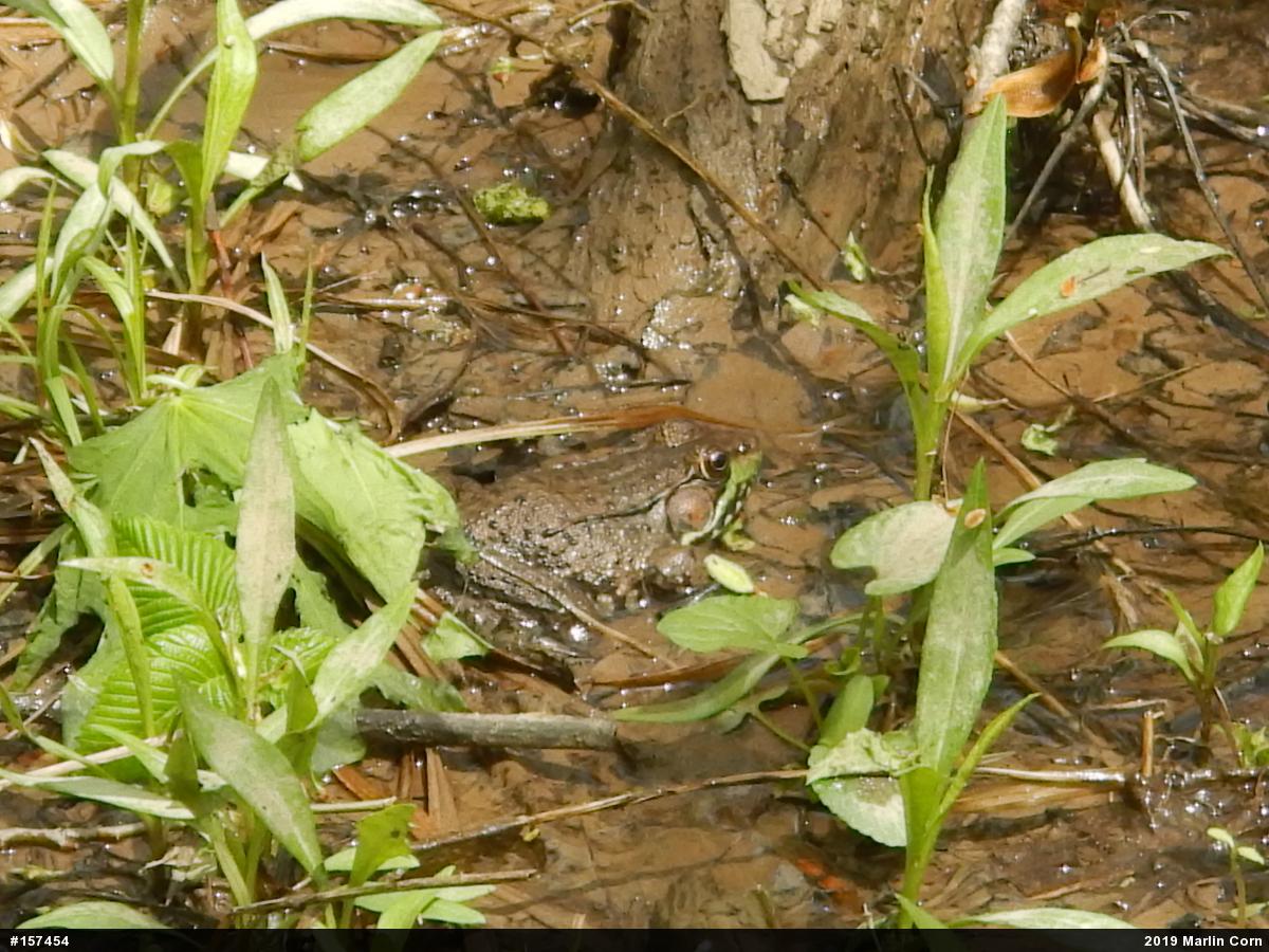 Green Frog