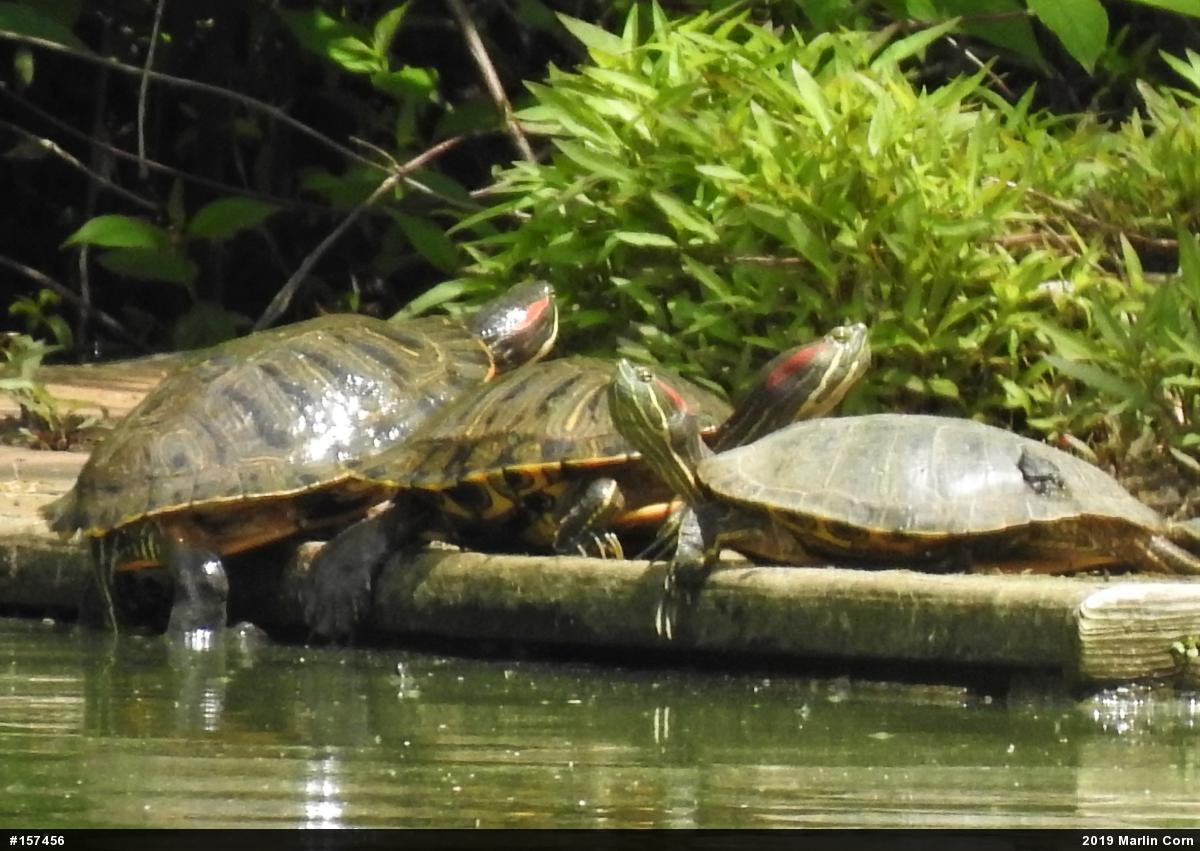 Red-eared Slider