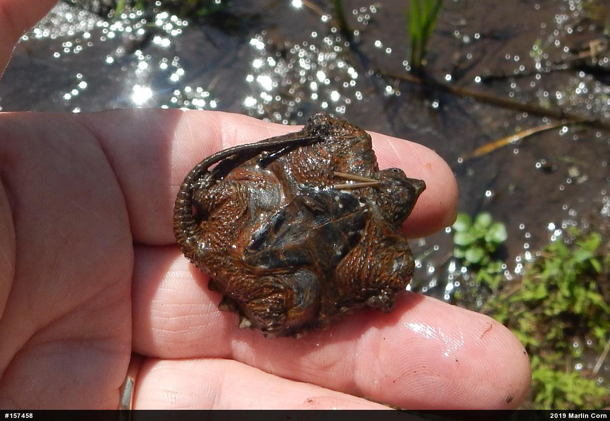 Snapping Turtle