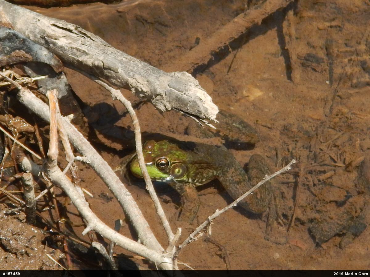 Green Frog