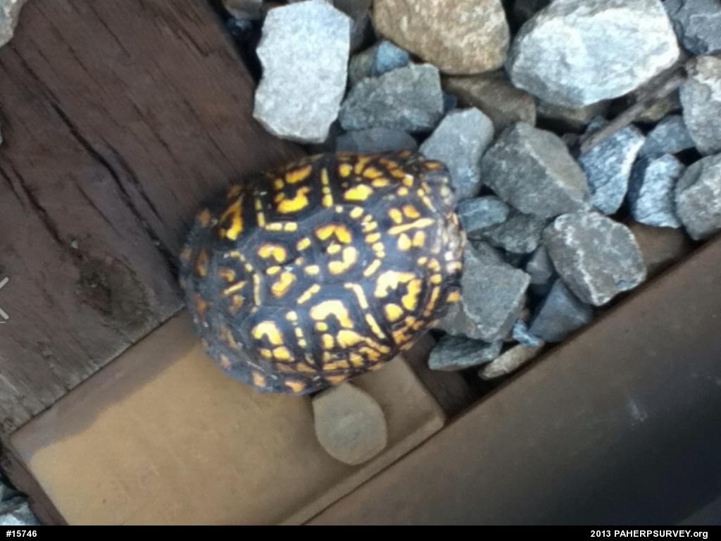 Eastern Box Turtle