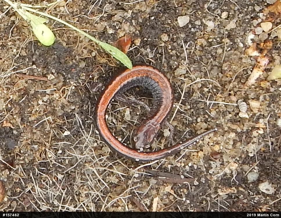 Eastern Red-backed  Salamander