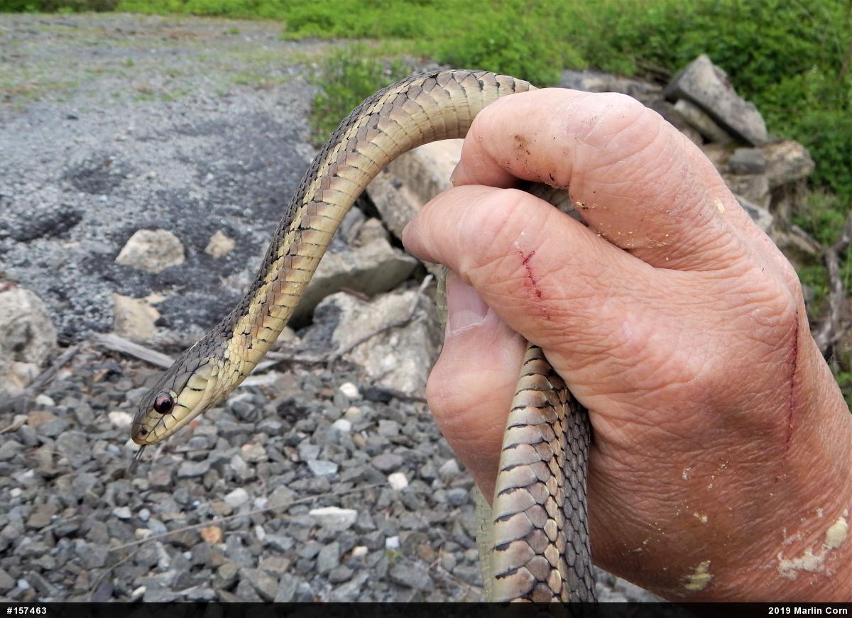 Eastern Gartersnake