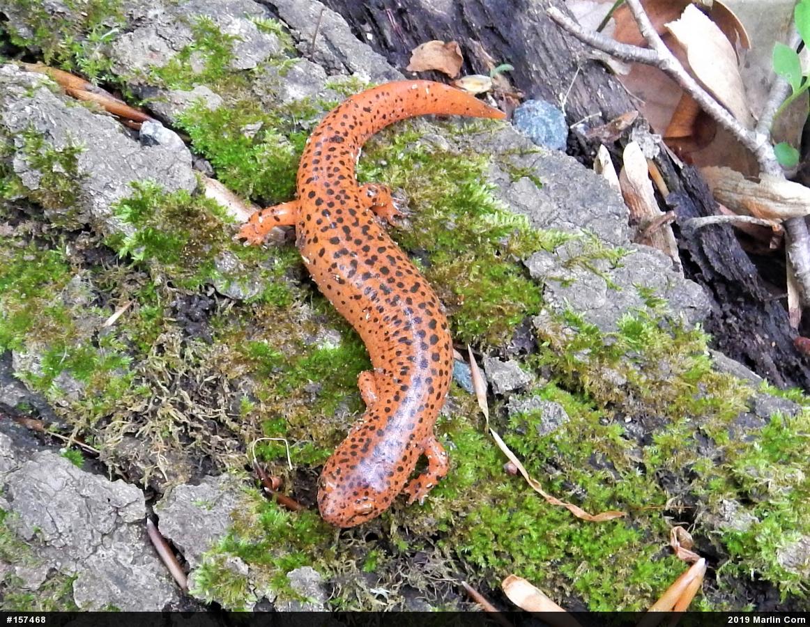 Northern Red Salamander