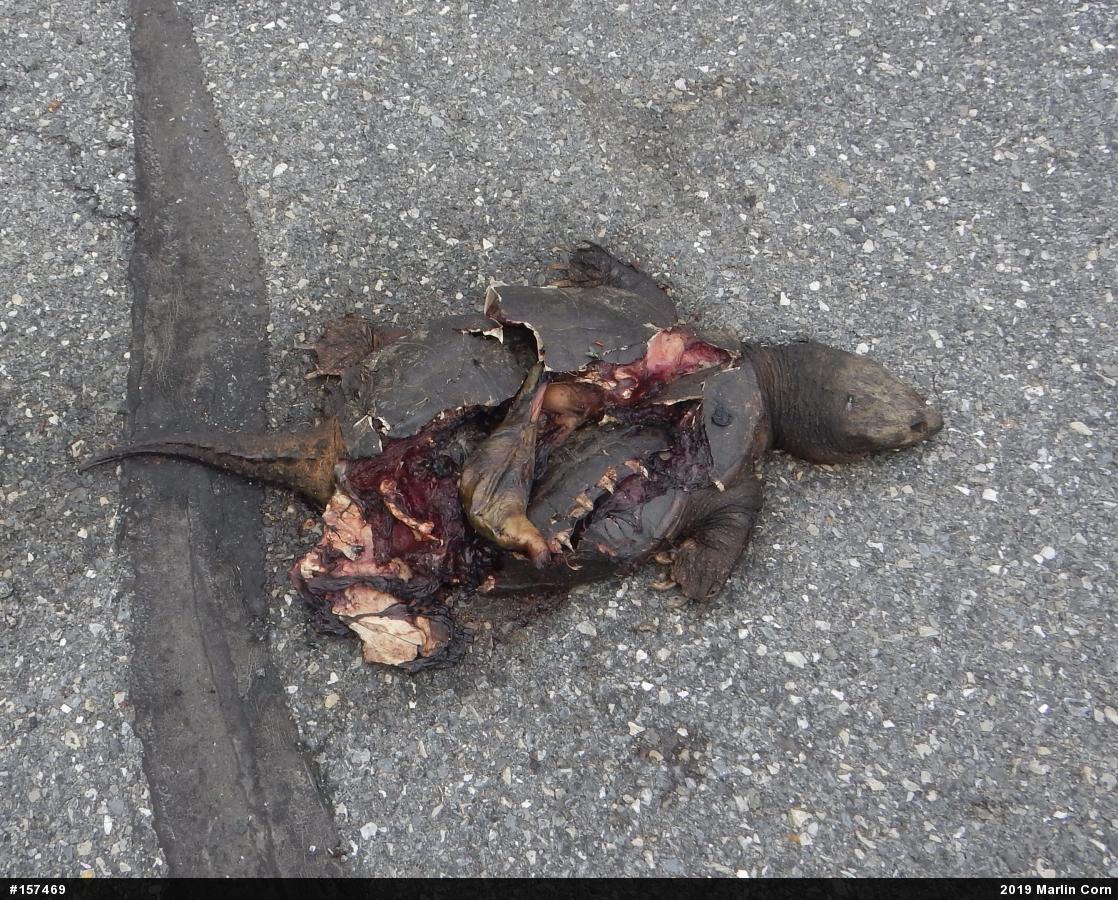 Snapping Turtle
