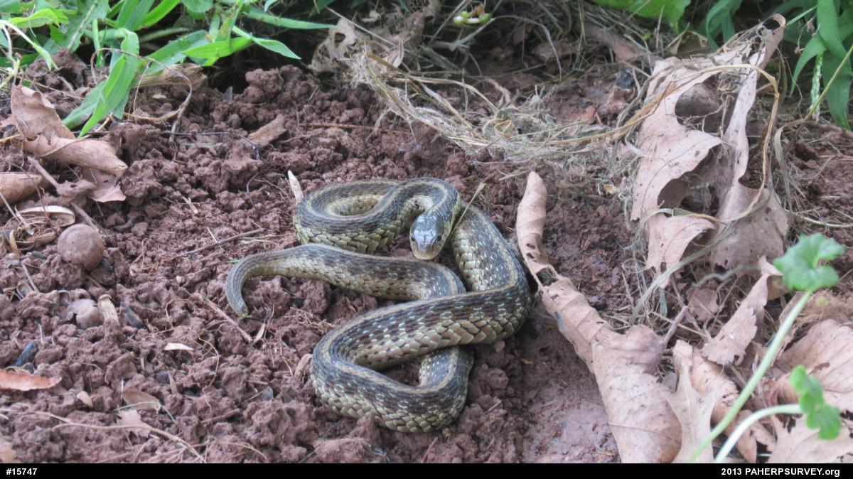 Eastern Gartersnake
