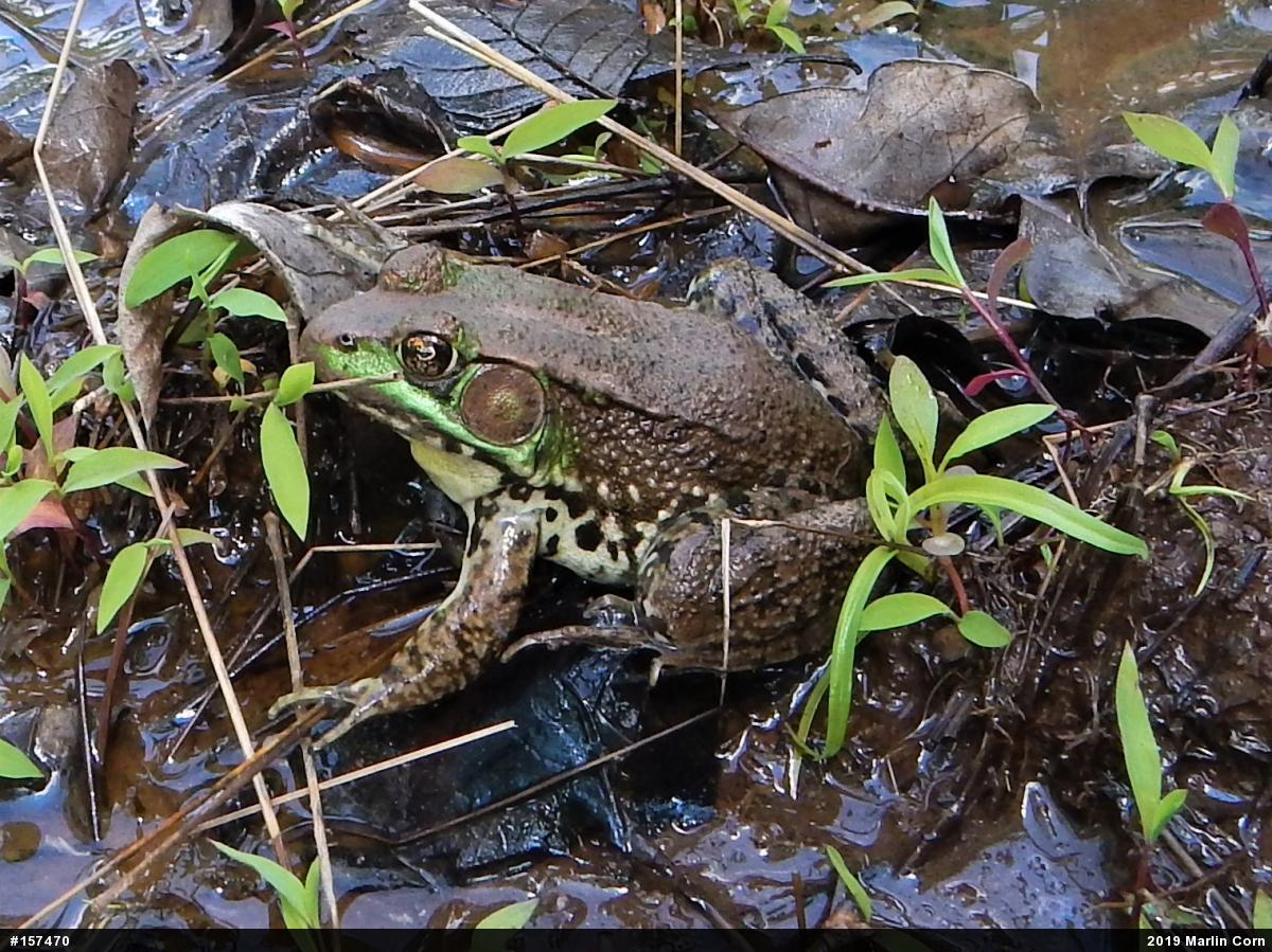 Green Frog
