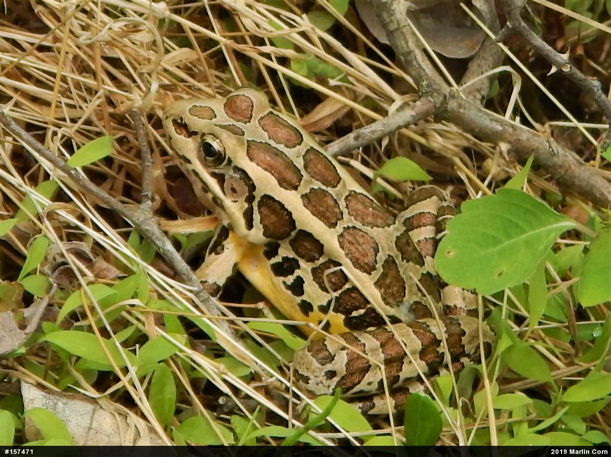 Pickerel Frog
