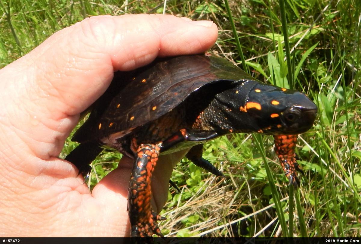 Spotted Turtle