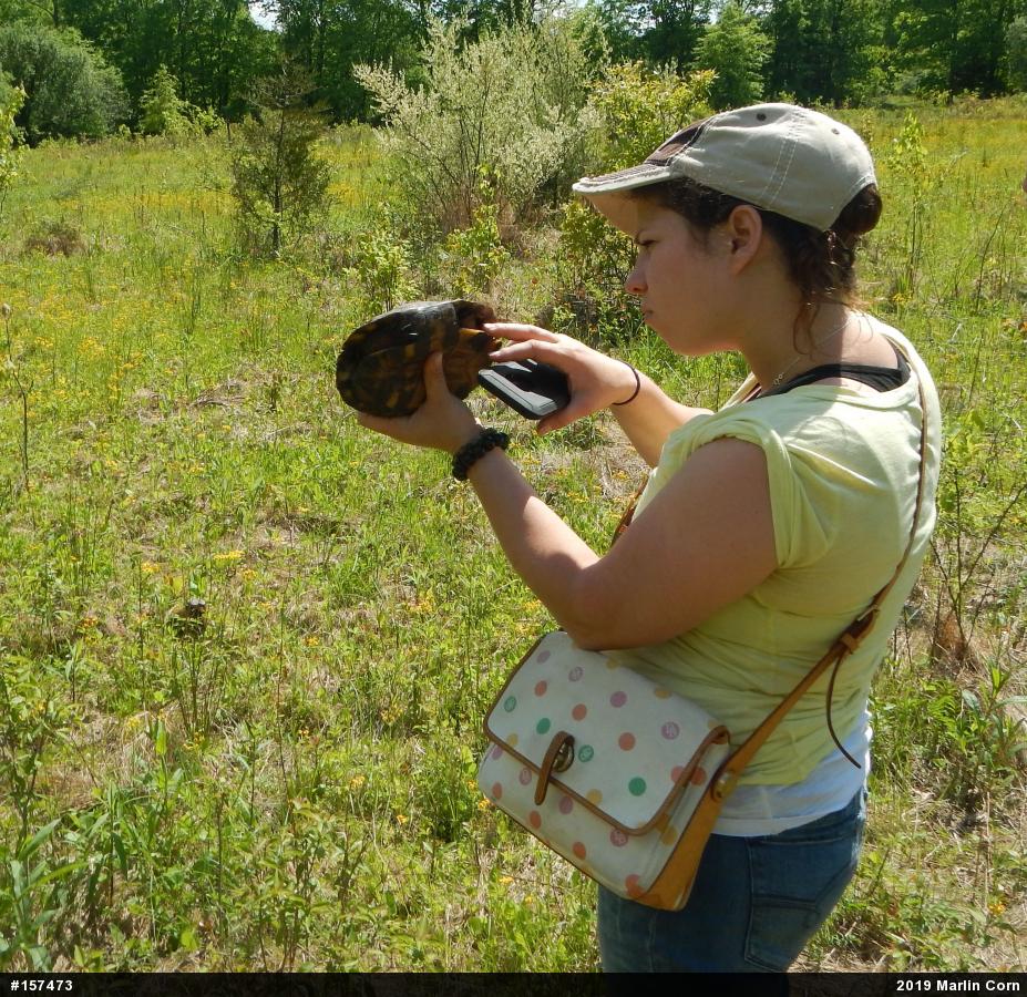 Wood Turtle