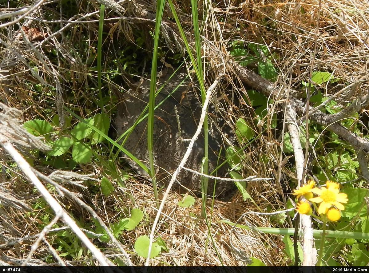 Wood Turtle