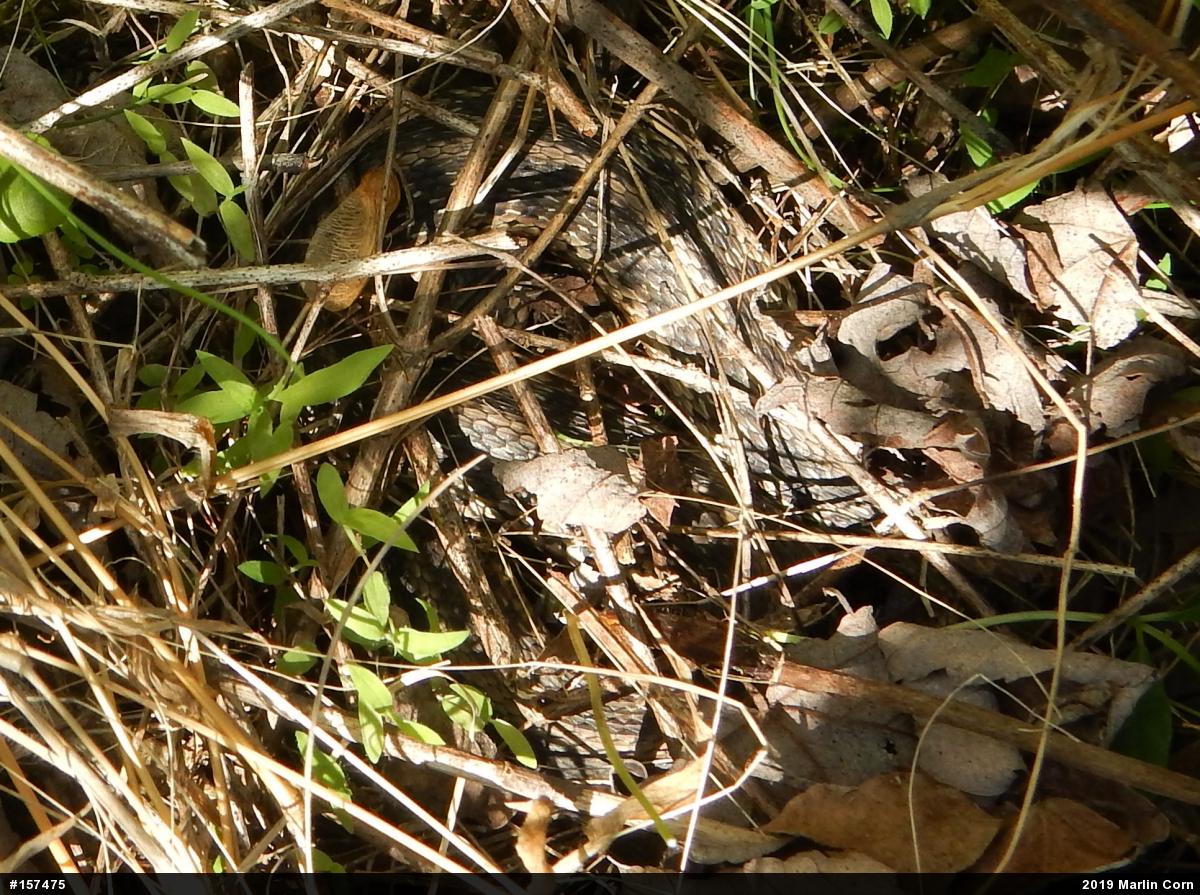 Eastern Gartersnake