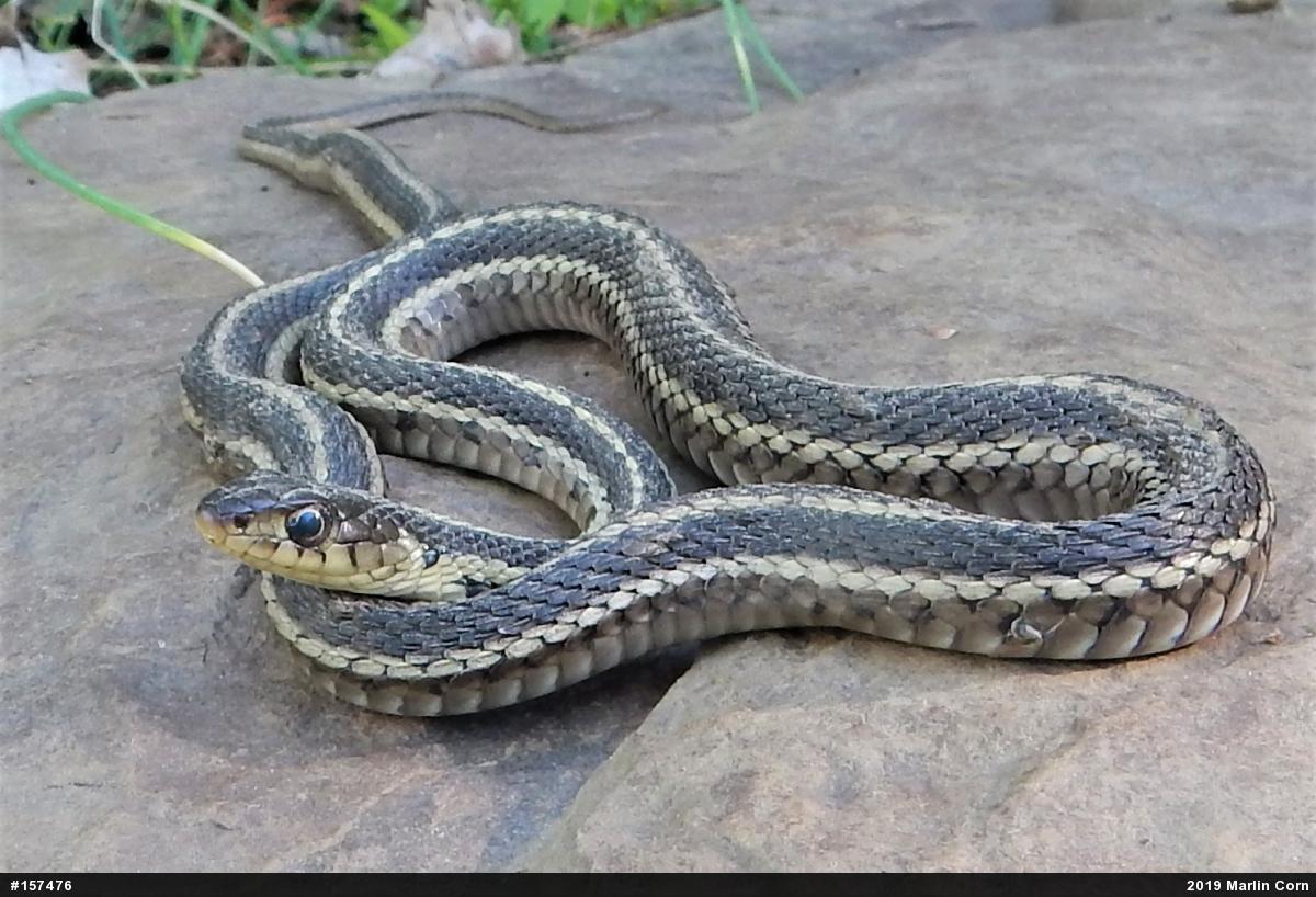 Eastern Gartersnake