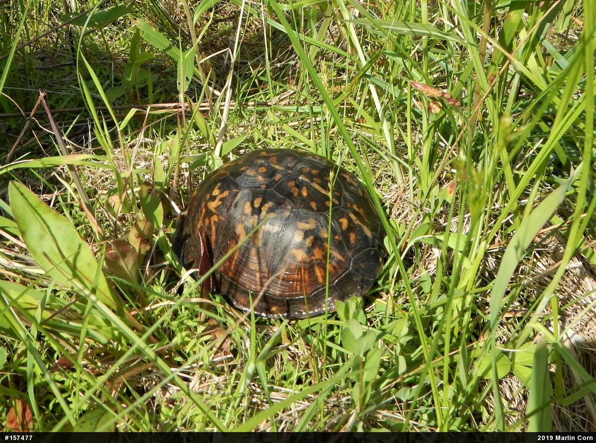 Eastern Box Turtle
