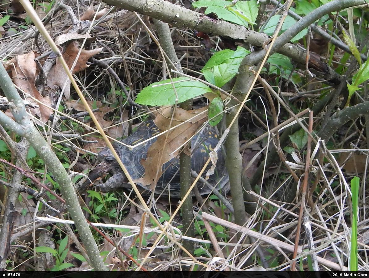 Eastern Box Turtle