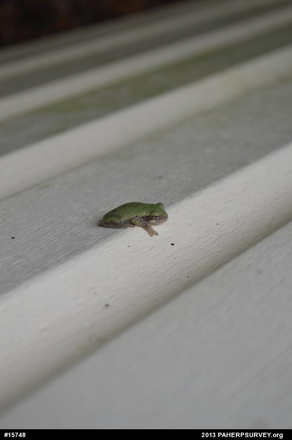 Gray Treefrog