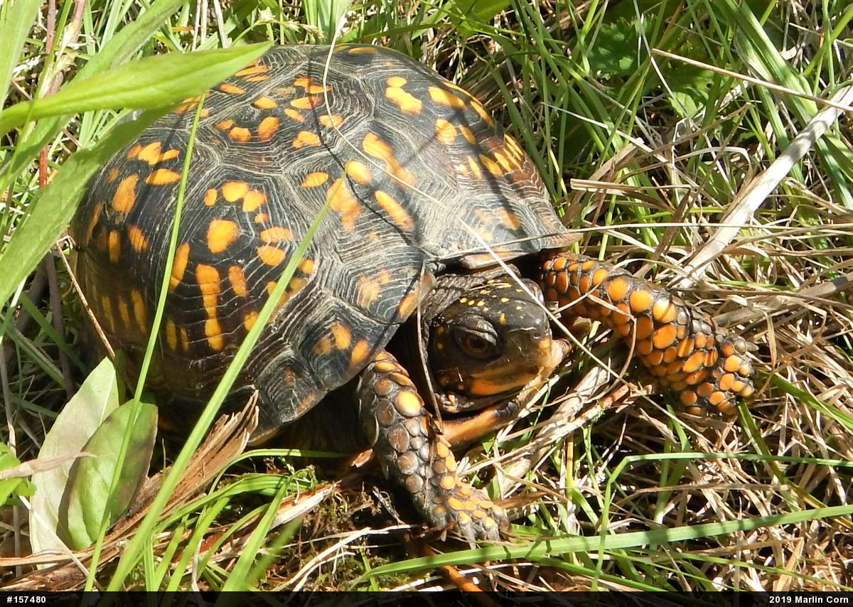 Eastern Box Turtle
