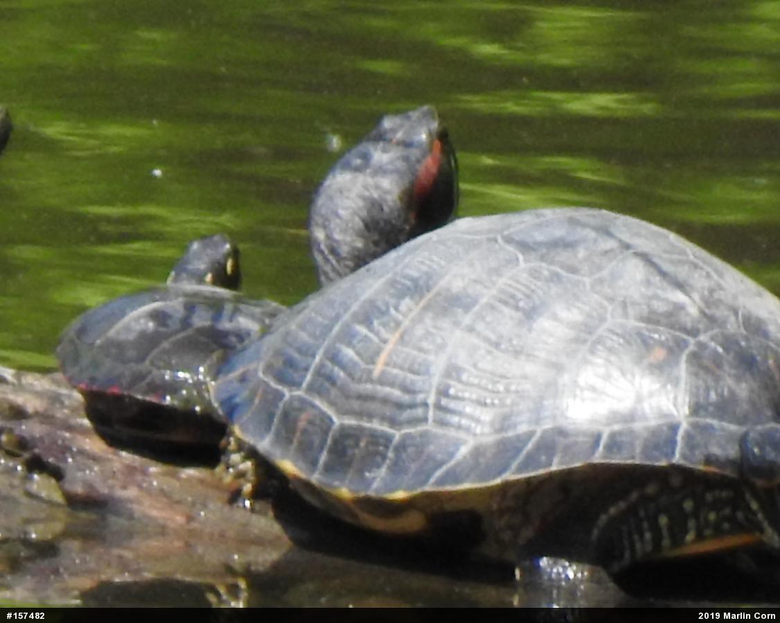 Red-eared Slider