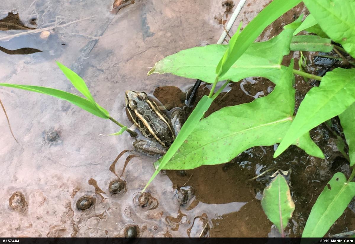 Pickerel Frog