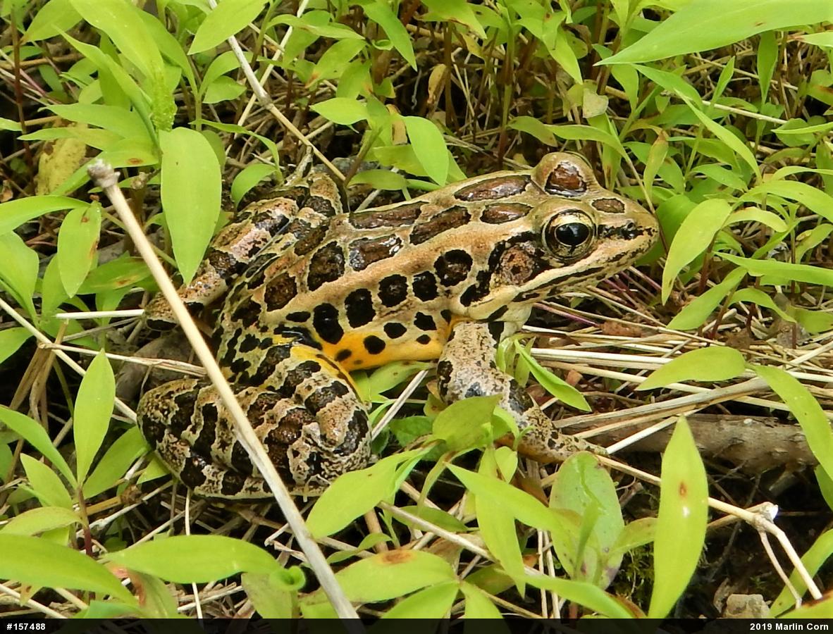 Pickerel Frog