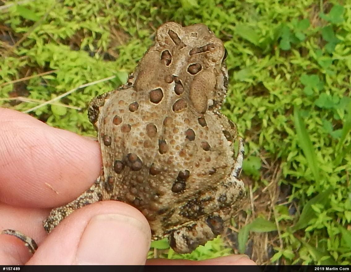 Eastern American Toad