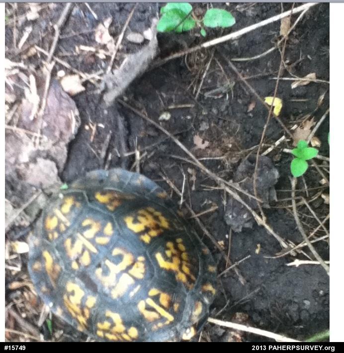 Eastern Box Turtle