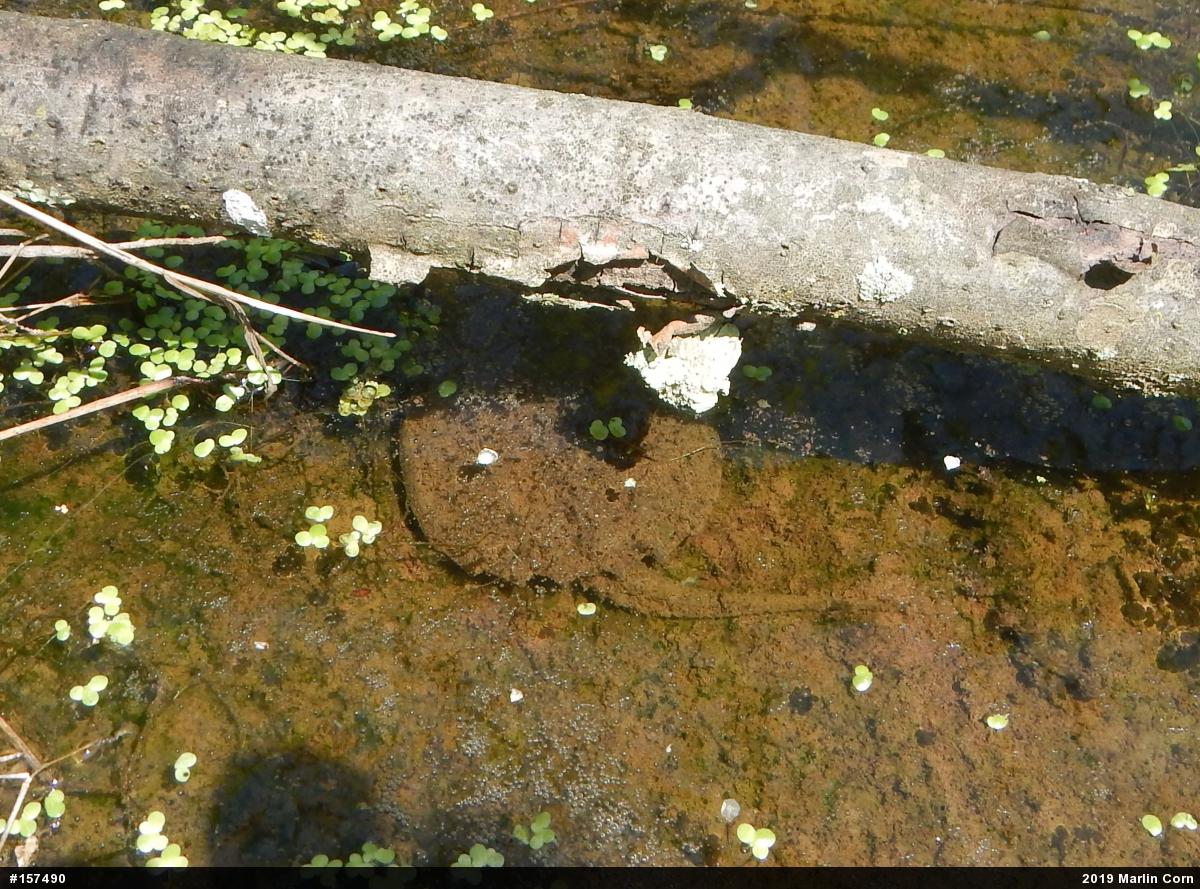Snapping Turtle