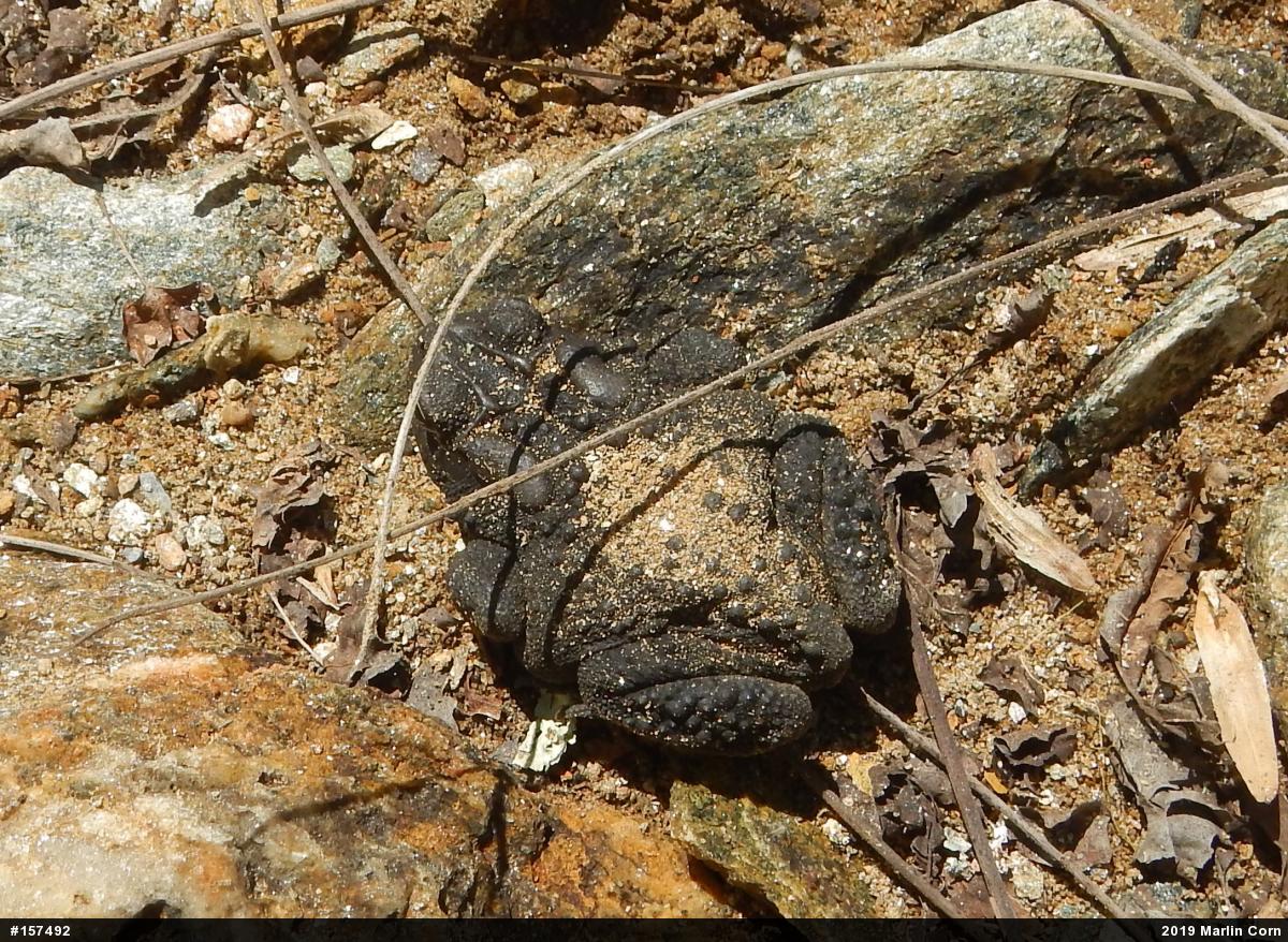 Eastern American Toad