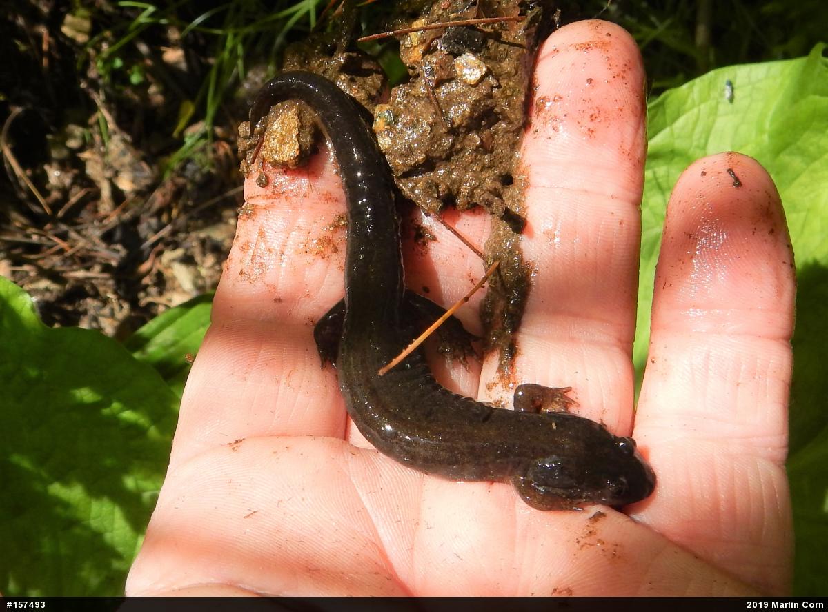 Northern Dusky Salamander