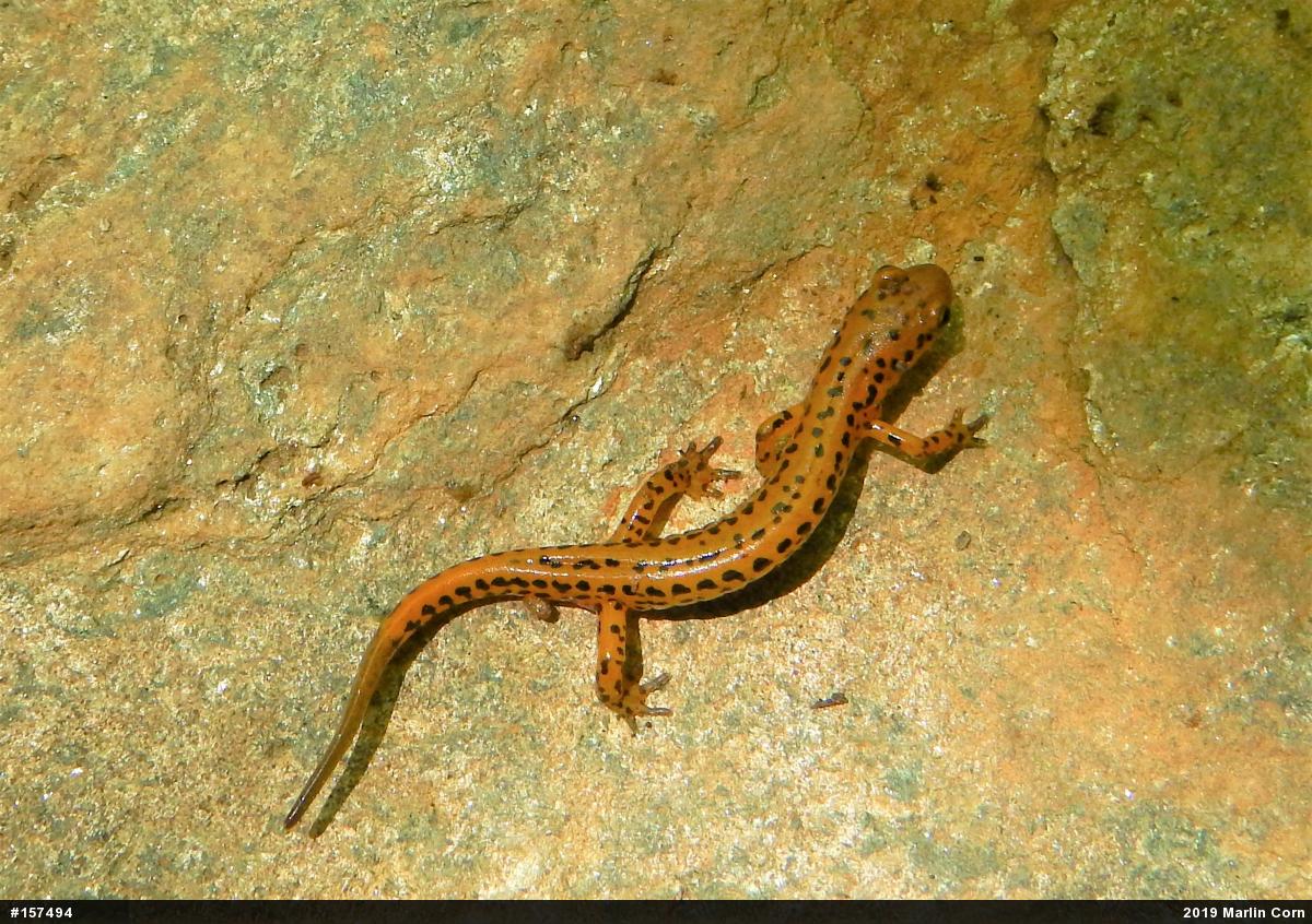 Eastern Long-tailed Salamander