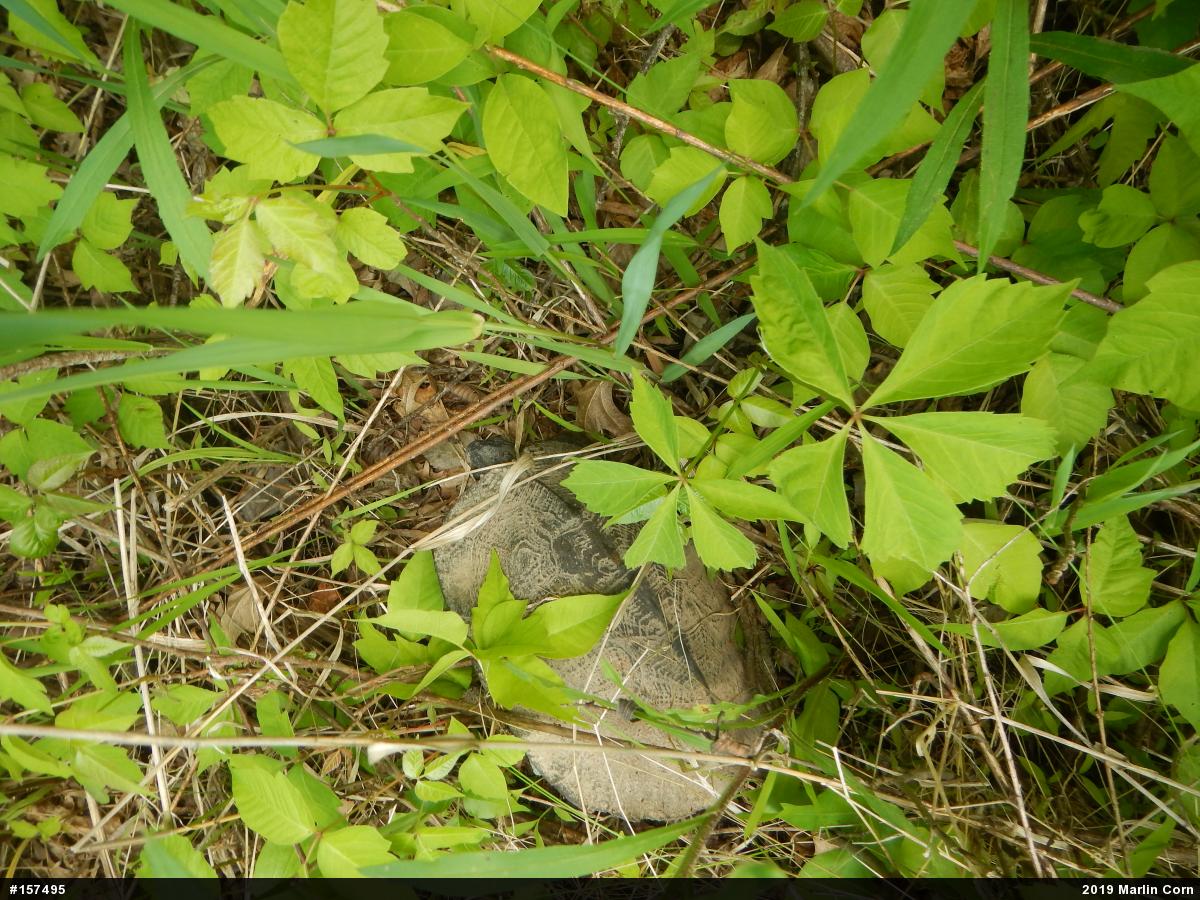 Wood Turtle