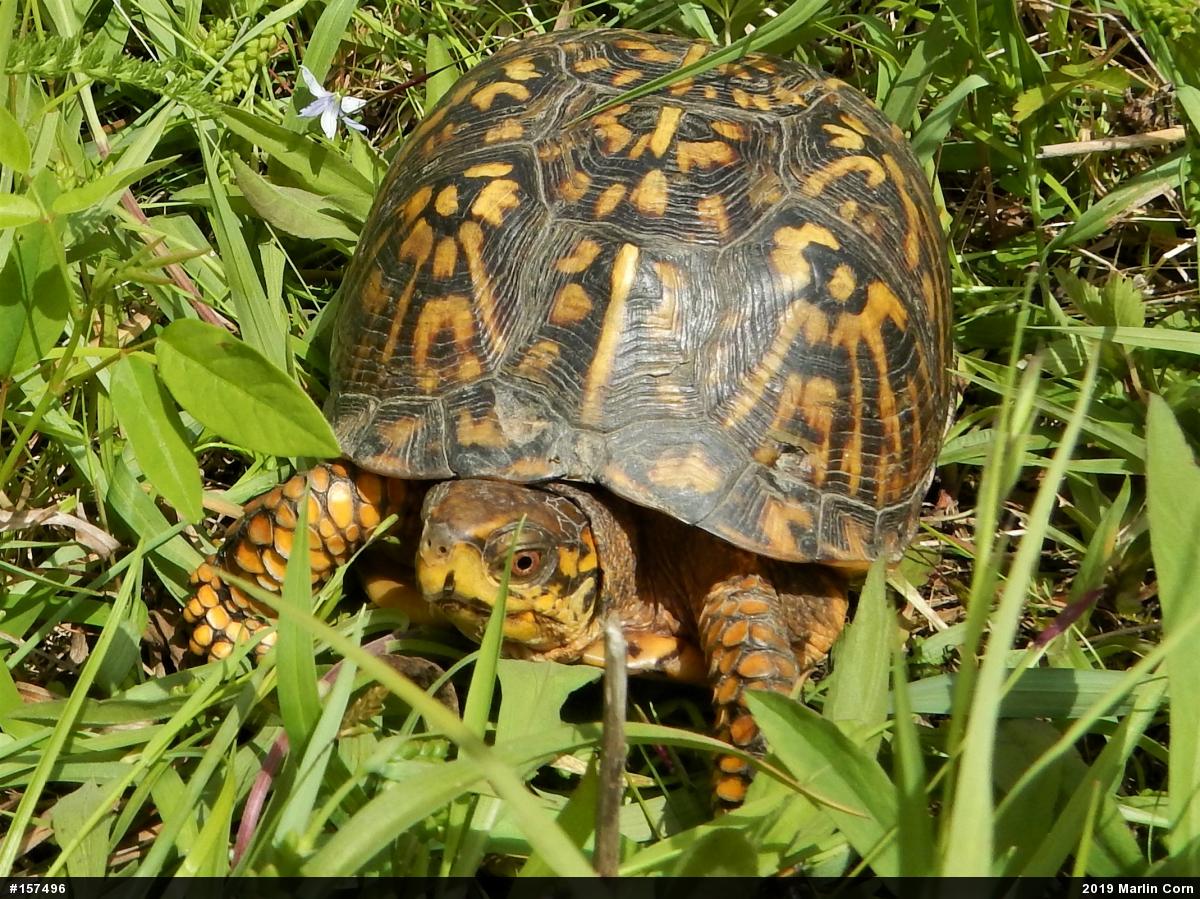 Eastern Box Turtle