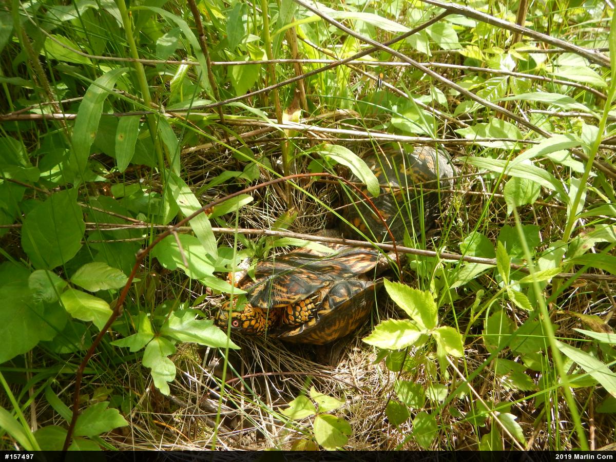 Eastern Box Turtle