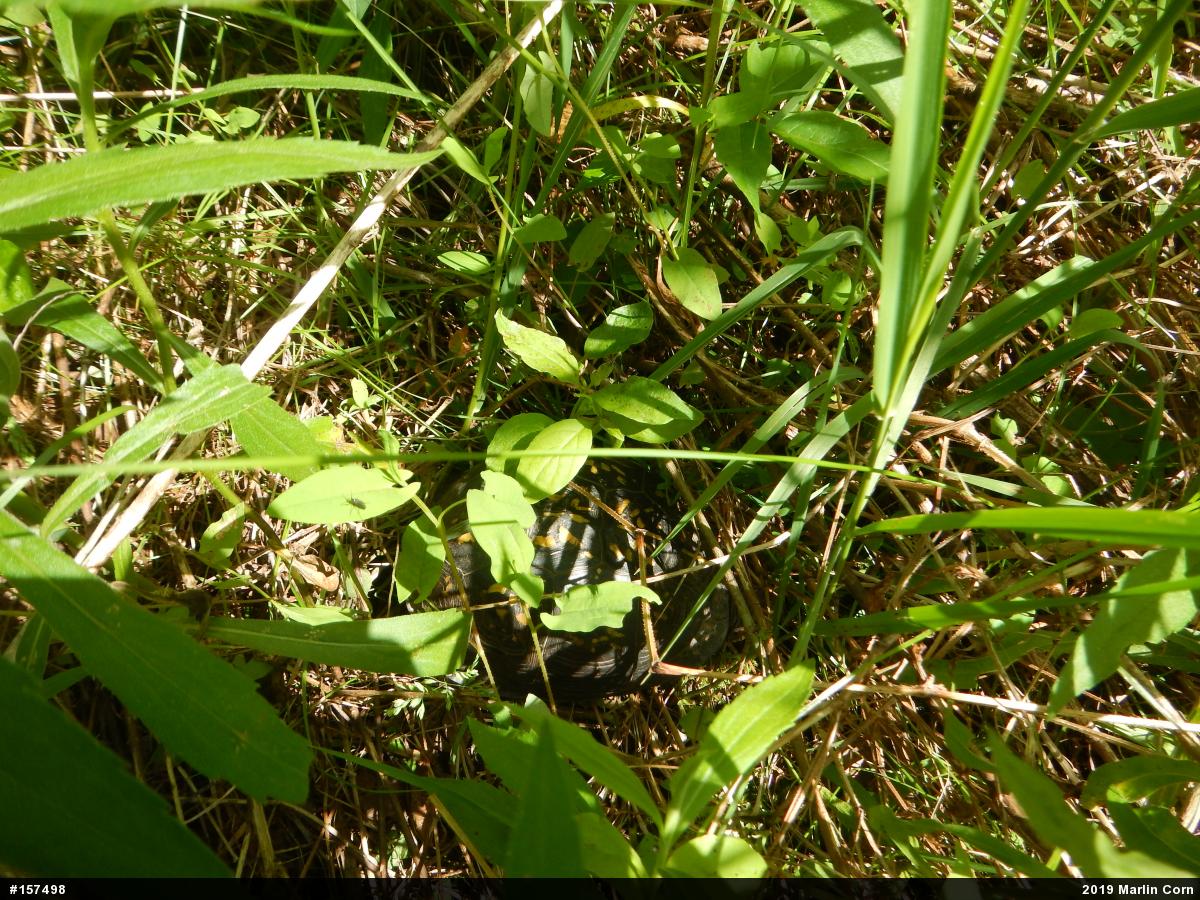 Eastern Box Turtle