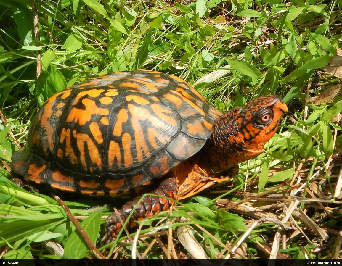 Eastern Box Turtle