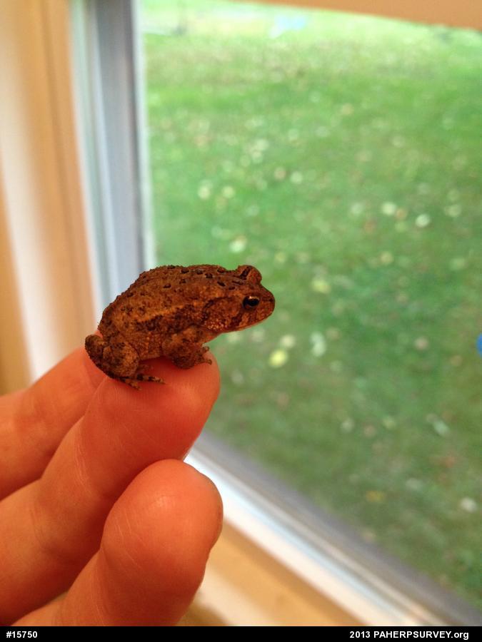 Eastern American Toad