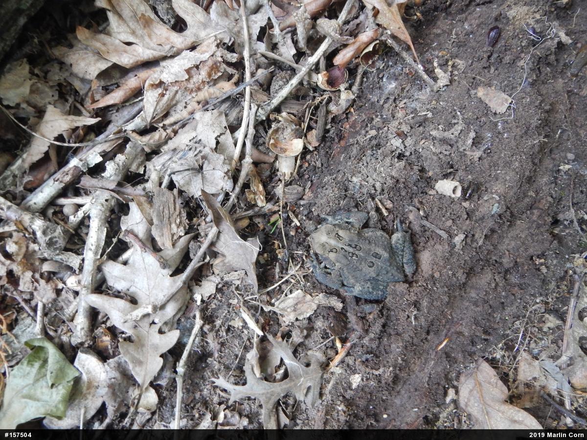 Eastern American Toad