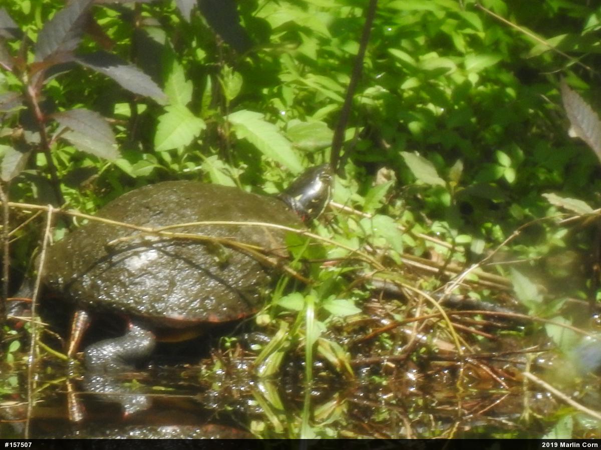 Painted Turtle