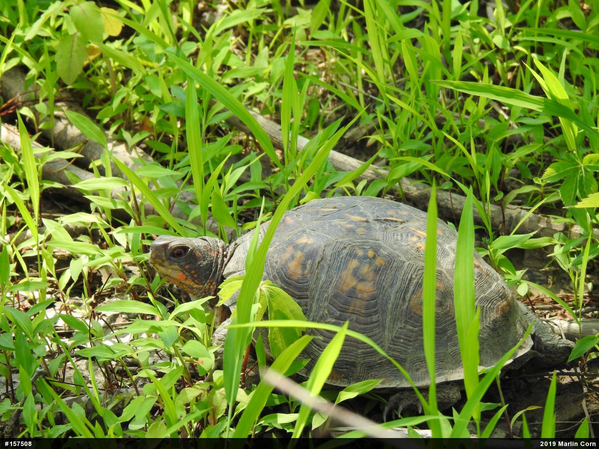 Eastern Box Turtle