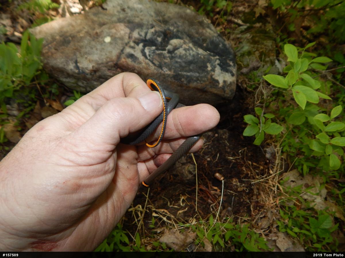 Northern Ring-necked Snake