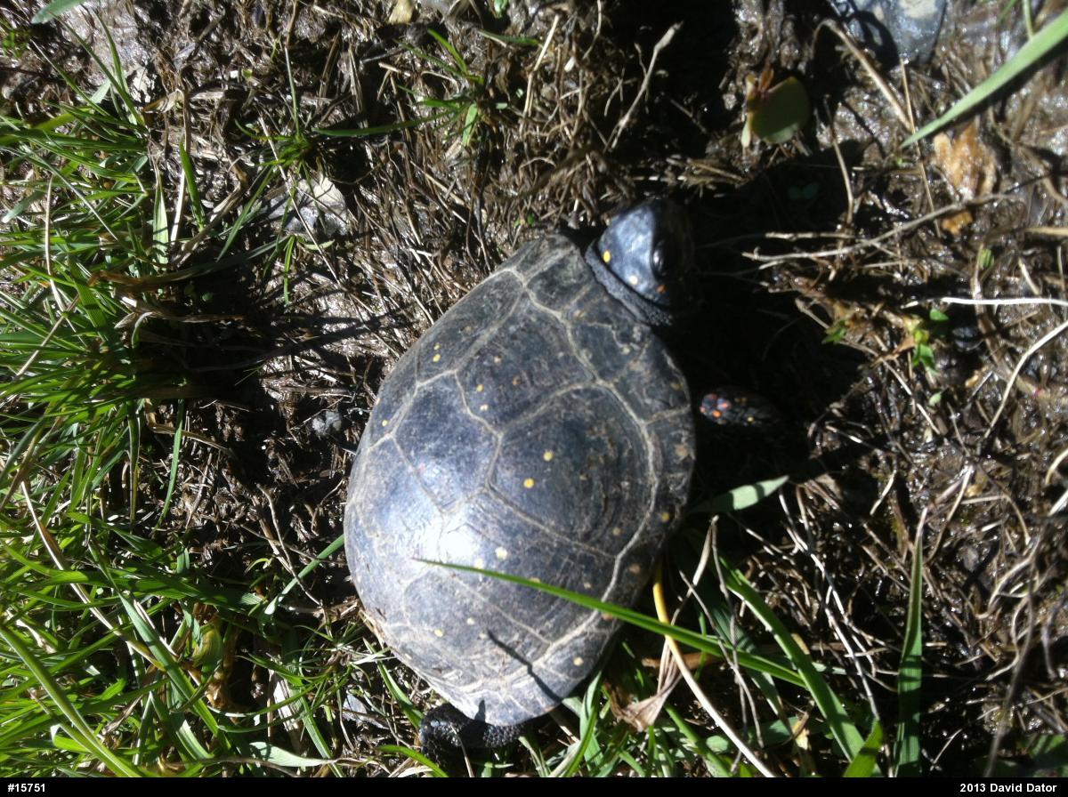 Spotted Turtle