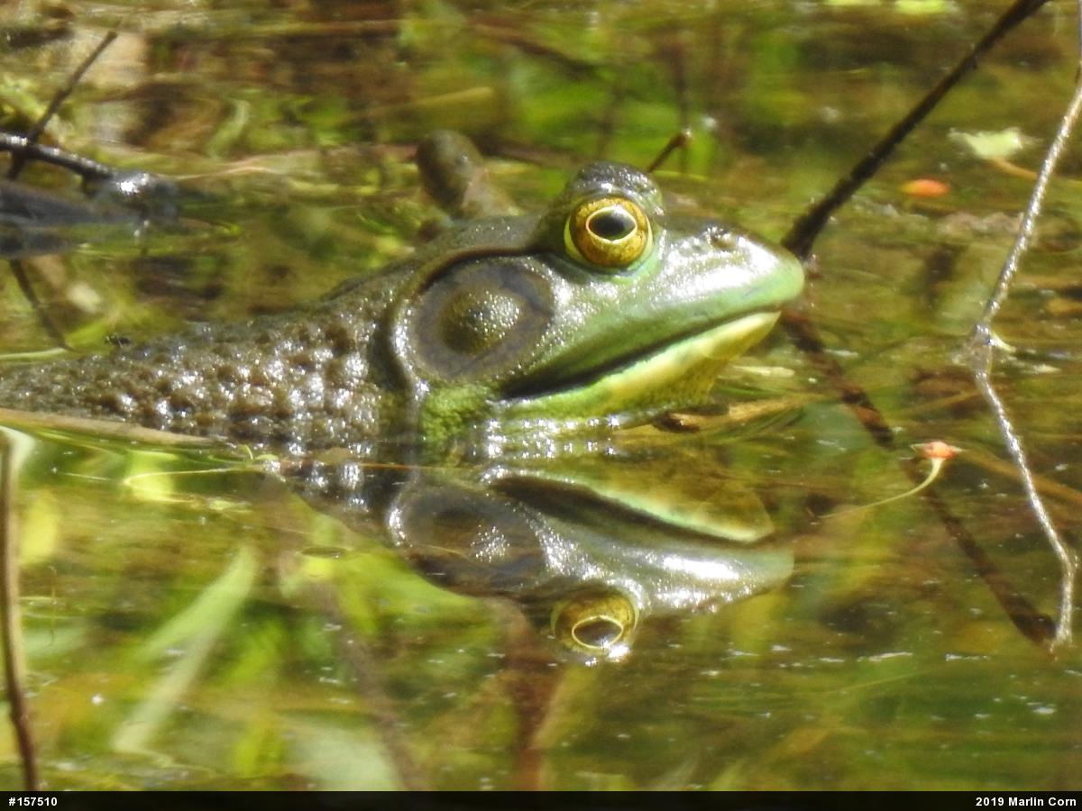 American Bullfrog